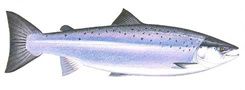 Laks - Storå-laksen er fredet